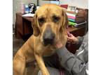Adopt Ledeaux a Bloodhound