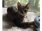 Adopt Sport a Domestic Short Hair