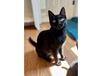 Adopt TJ a Domestic Short Hair