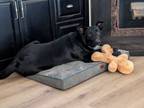 Adopt Hunter a German Shepherd Dog, Border Collie