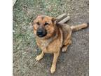 Adopt Sarge a German Shepherd Dog