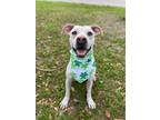Adopt Harley (formerly Ed) a Mixed Breed