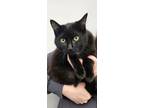 Adopt Prince a Domestic Short Hair