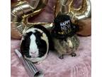 Adopt Axel & Irvington a Abyssinian, Guinea Pig