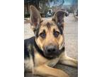 Adopt Orion a German Shepherd Dog