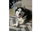 Adopt AJ - needs forever home a Alaskan Malamute