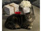 Adopt Charlie a Tabby