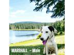 Adopt Marshall a English Pointer