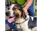 Adopt Edward a Hound