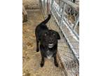 Adopt Squeaker a Labrador Retriever