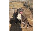 Adopt Biggin a Pit Bull Terrier