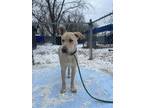 Adopt Lefty a Labrador Retriever