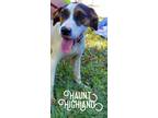 Adopt Haunt a Hound, Treeing Walker Coonhound
