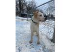 Adopt Sam a Labrador Retriever, Mixed Breed