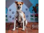 Adopt Simba a Black Mouth Cur