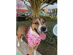 Adopt Azai a American Foxhound, Fox Terrier