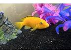 Adopt Oscar a Goldfish