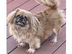 Adopt Pinot has been adopted! a Pekingese