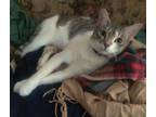 Adopt Tris #sister-of-Alice a Tabby, Domestic Short Hair