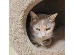 Adopt Astrid a Dilute Calico