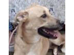Adopt Delilah(Mom/Shep-Dad/Pyr) a German Shepherd Dog, Great Pyrenees