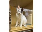 Adopt Katie a Domestic Short Hair, Turkish Van