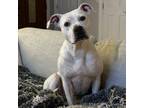 Adopt Matilda a American Staffordshire Terrier, Pit Bull Terrier