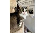 Adopt Mia Mae a Domestic Medium Hair