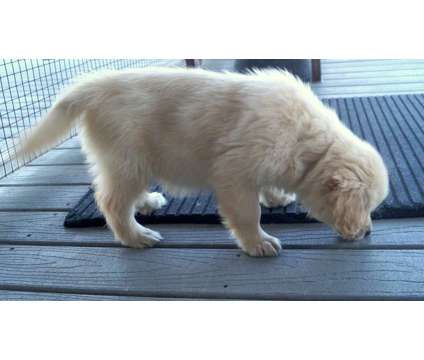 Golden Retrievers-AKC is a Female Golden Retriever Puppy For Sale in Richlands NC