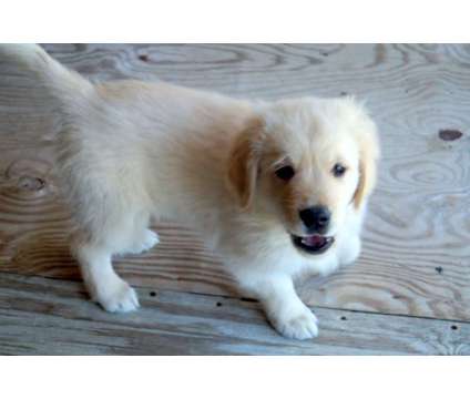 Golden Retrievers-AKC is a Female Golden Retriever Puppy For Sale in Richlands NC