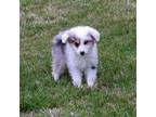 Aussiedoodle Puppy for sale in Wesley, AR, USA
