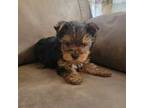 Yorkshire Terrier Puppy for sale in Hurricane, WV, USA