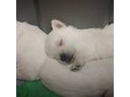 West Highland White Terrier Puppy for sale in Binghamton, NY, USA