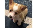 Pembroke Welsh Corgi Puppy for sale in Granbury, TX, USA