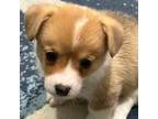 Pembroke Welsh Corgi Puppy for sale in Granbury, TX, USA