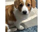 Pembroke Welsh Corgi Puppy for sale in Granbury, TX, USA