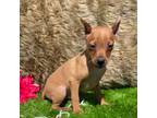 Miniature Pinscher Puppy for sale in Tulsa, OK, USA