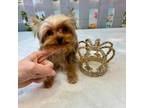 Yorkshire Terrier Puppy for sale in Stantonville, TN, USA