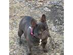 Full AKC Chocolate Females