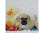 Puggle Puppy for sale in Pottersville, MO, USA