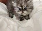 New Born Persian Kittens