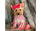 Tillie