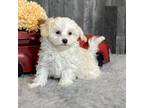 Havanese Puppy for sale in Seneca Falls, NY, USA