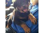 Rottweiler Puppy for sale in Harvey, IL, USA