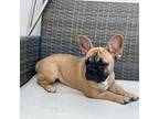 French Bulldog Puppy for sale in Chula Vista, CA, USA