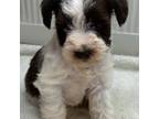 Schnauzer (Miniature) Puppy for sale in Riverhead, NY, USA