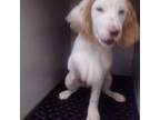 English Setter Puppy for sale in Danville, PA, USA
