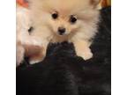 Pomeranian Puppy for sale in Hammond, LA, USA