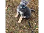 German Shepherd Dog Puppy for sale in Henagar, AL, USA