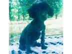 Poodle (Toy) Puppy for sale in Southborough, MA, USA